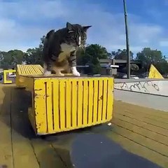 El gato skater más famoso de las redes