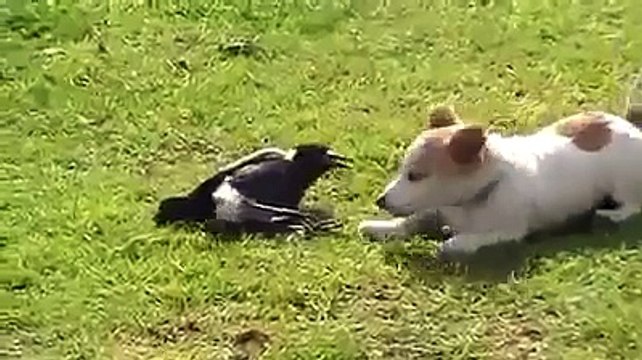 Первый раз вижу такое! Я не поверила, когда увидела, собака и сорока играют в казаки-разбойники