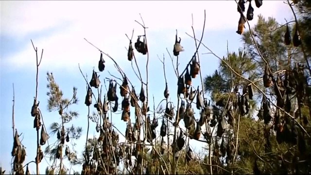 “Vampirët” pushtojnë qytetin - Top Channel Albania - News - Lajme