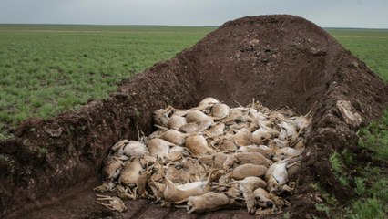 Did Climate Change kill over 200,000 Kazakh antelopes?