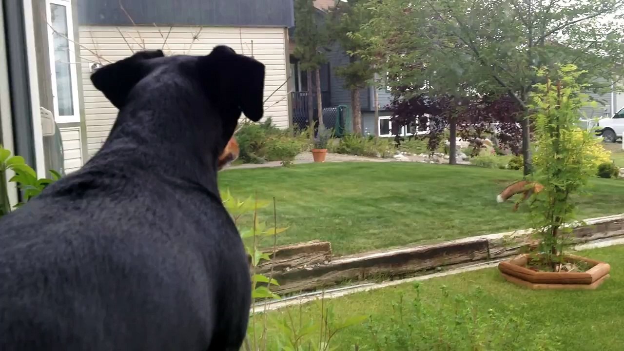 Ce chien observe un renard qui joue avec ses jouets