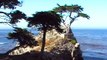 Lone Cypress Tree, 17 mile drive, Monterey, California, USA, 6/2007 clip 2