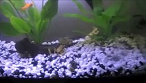 African Clawed frogs 10 gallon setup