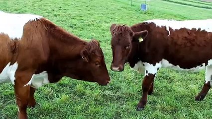 15 Curiosidades que te harán sonreir -