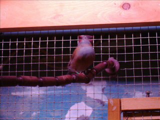 Mes oiseaux 2006 - 2007