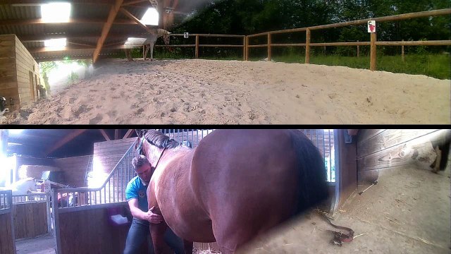 Reportage poneys L'envol Bordeaux - Mai 2016