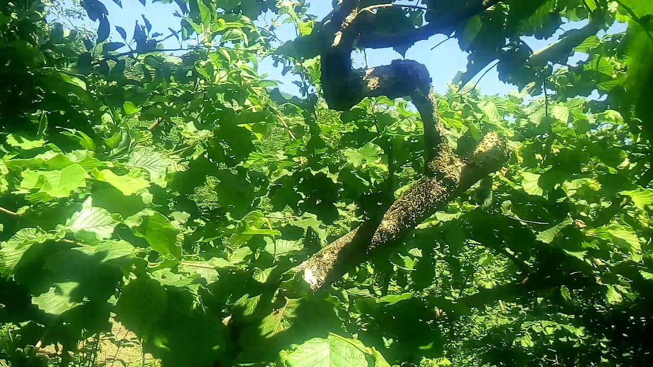 gençleştirme budaması örnek dalı 3.yıl.