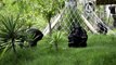 Familia de chimpancés llegó a Guatemala