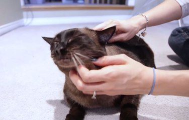 Farto dos pêlos de cão e gato na roupa e pela casa? Vê como acabar com isso. Genial!