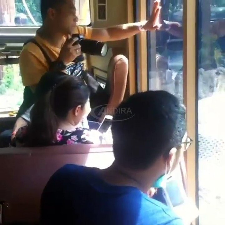 Senangnya Arsy Addara Lihat Binatang di Bali Safari and Marine Park l Anang Hermansyah & Ashanty