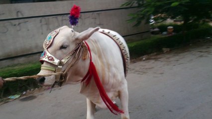 bakra eid salman cow 2015 walk 2