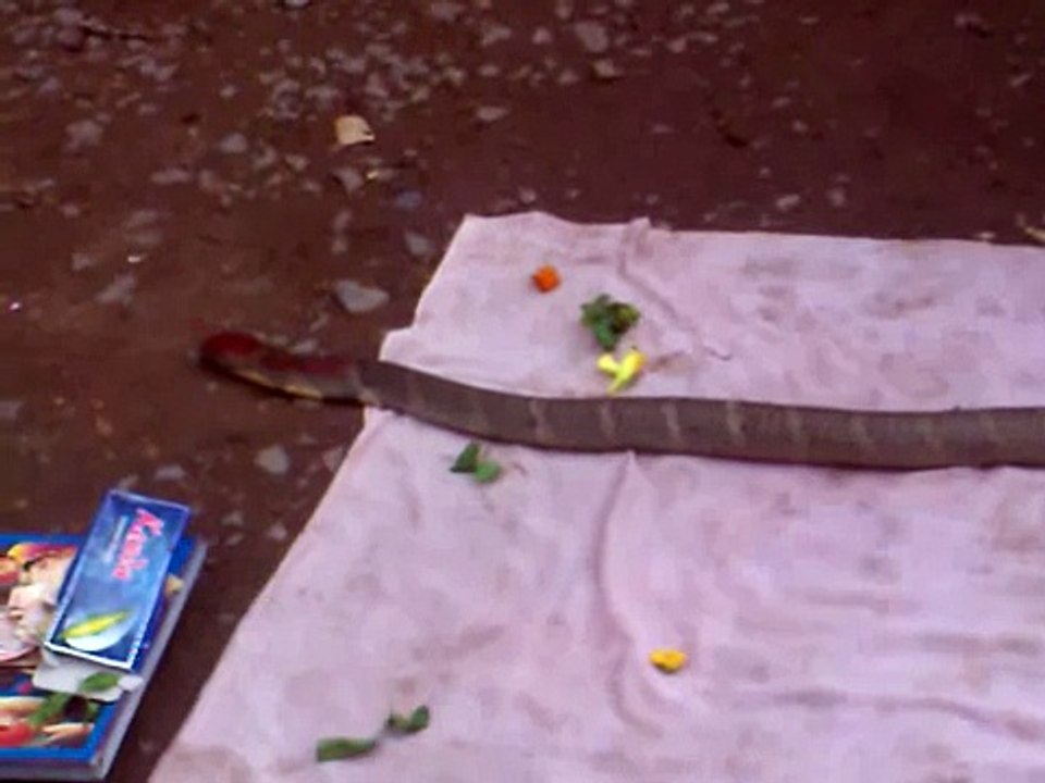 15 feet ke nag devta