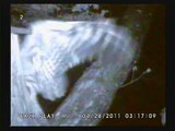 フクロウ巣箱　URAL OWL NEST BOX（2011年 大阪府）10/34