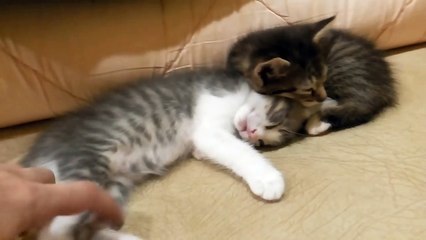 Кот спит как убитый