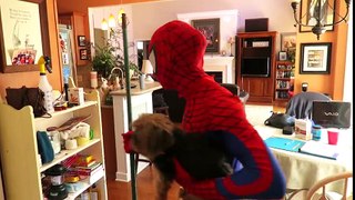 KID VIDEOS | Spiderman vs Venom! Spidey's Dog Kidnapped - in Real Life Superhero Movie!!