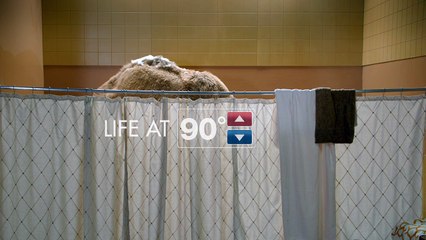 American Standard - "Some Like It Hot" Camel Commercial