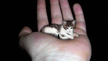 10 World’s Most Smallest Animals Ever Recorded