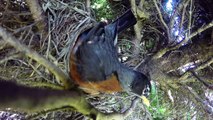 Incredible time lapse of birds nest.