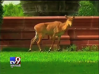 'Nilgai' Enters High-Security Zone Near Parliament - Tv9 Gujarati