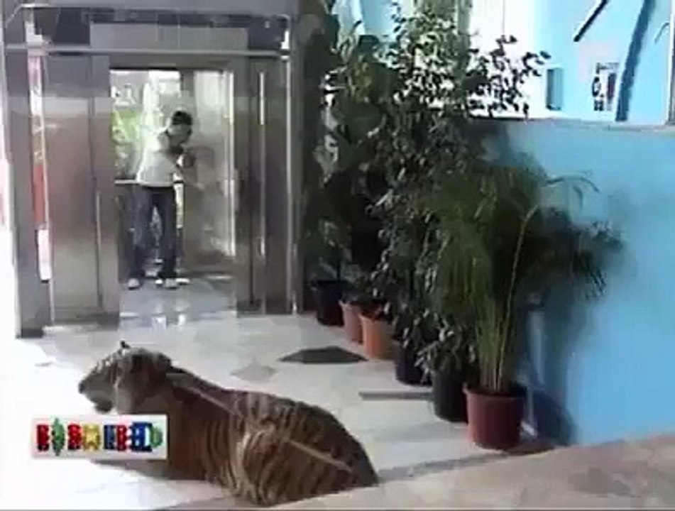 funny video