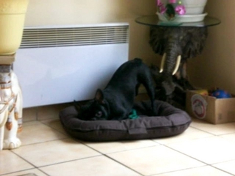 il est fou