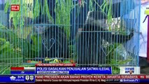 Kepolisian Banyuwangi Gagalkan Penjualan Satwa Ilegal di Medsos