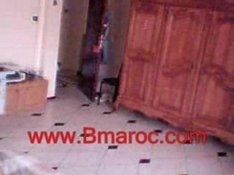 Danse arabe humour maroc