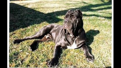 Neapolitan Mastiff