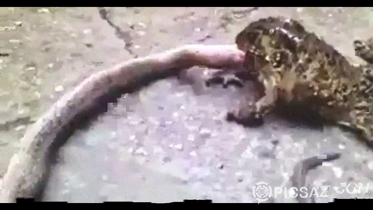 Frog eating snake