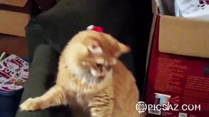 Funny cat can't take out its cap