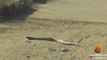 Combat de serpents black mambas au milieu de la route