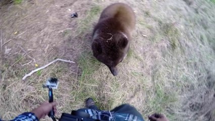 Скачать видео: Cet homme a pour meilleur ami un grizzly... Dingue