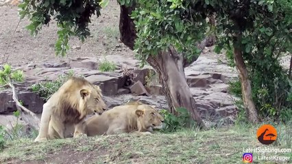 Des touristes se retrouvent au milieu d'un troupeau de buffles en fuite