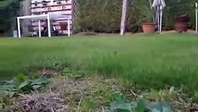 Funny cats Video Epic 20