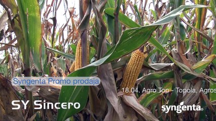 Syngenta hibridi kukuruza za provereno dobar rod 448