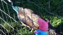 Свинка Пеппа  Мультик из игрушек  Новая серия   Зоопарк  Часть 2  Peppa Pig Zoo 2
