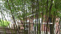pruned bamboo bushes..  Uk garden.