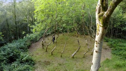 BBC Documentary Forest, Field & Sky Art out of Nature