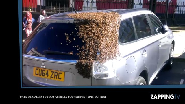 Pays de Galles : 20 000 abeilles poursuivent une voiture