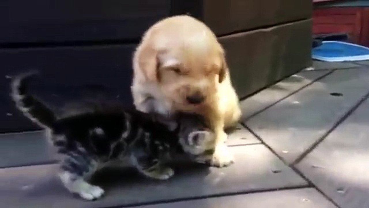 Il Cucciolo Incontra Per La Prima Volta Il Suo Nuovo Amico. La Sua Reazione? Scioglie Il Cuore!