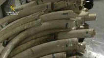 Incautan 744 kilos de marfil de elefante africano, en peligro de extinción