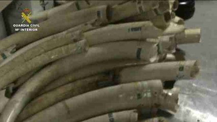 Incautan 744 kilos de marfil de elefante africano, en peligro de extinción