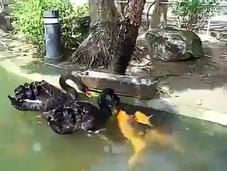 Fishes are playing with duck: