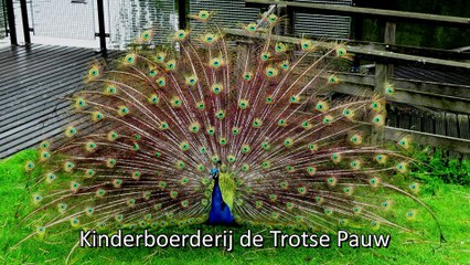 Kinderboerderij de Trotse Pauw - Schapen scheren en opening Honingpot / Spijkenisse 2016