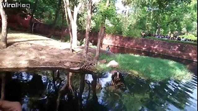 Un homme ivre tombe dans l'enclos des lions dan sce Zoo