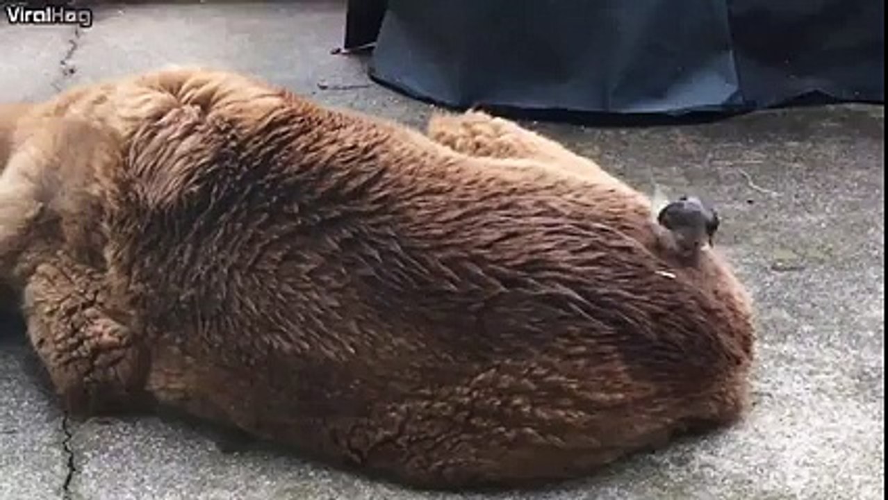 Cet oiseau s'est mis en mode coiffeur sur le dos du chien