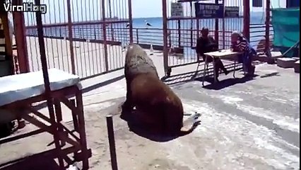 Quand les lions de mer se mettent à faire du cliff diving! En mode plongeon extreme...