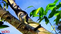 Snakes Really Can Fly - - Real Flying Snakes