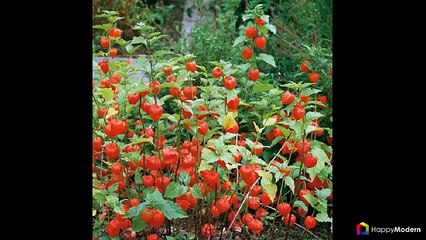 55+ фото Физалис — выращивание и грамотный уход