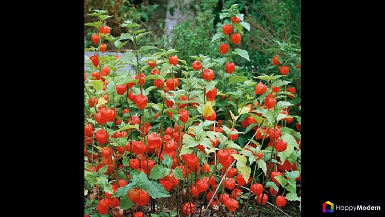 55+ фото Физалис — выращивание и грамотный уход